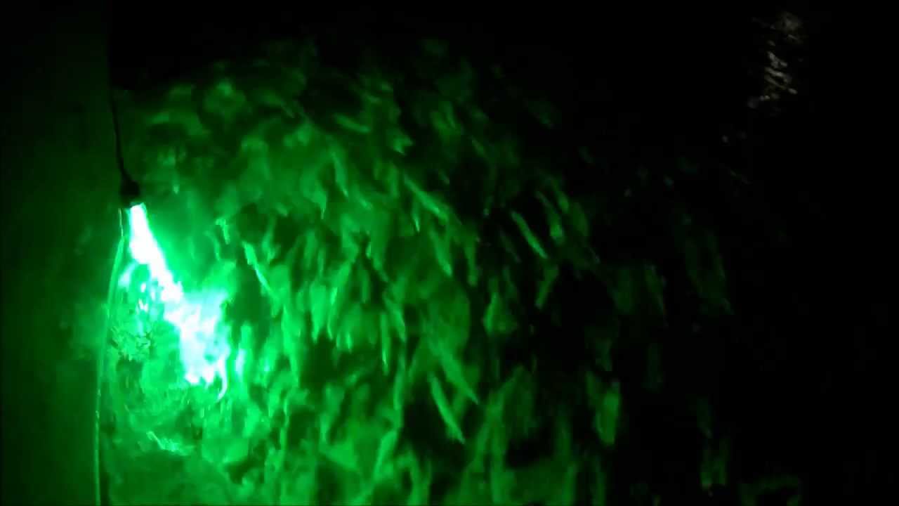 Thousands of squid surround the boat