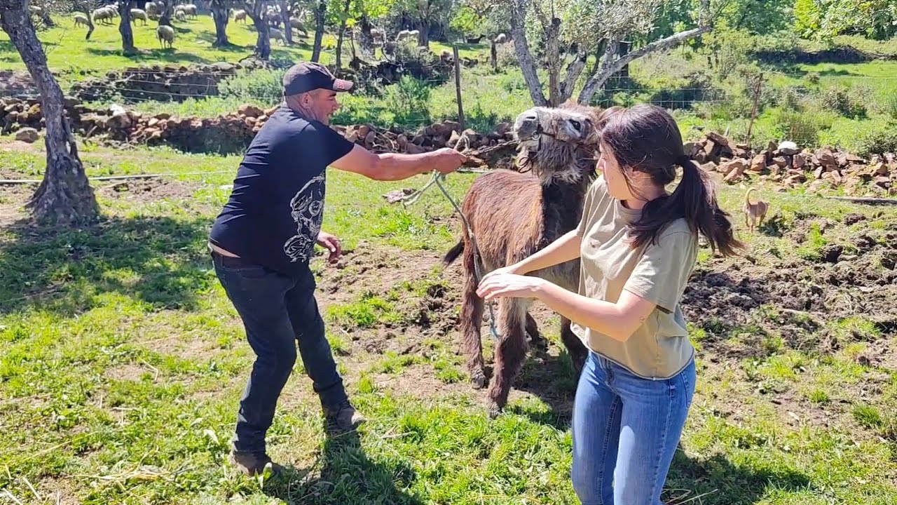 Empezamos la domesticación de la burrina nueva, a ver qué hace
