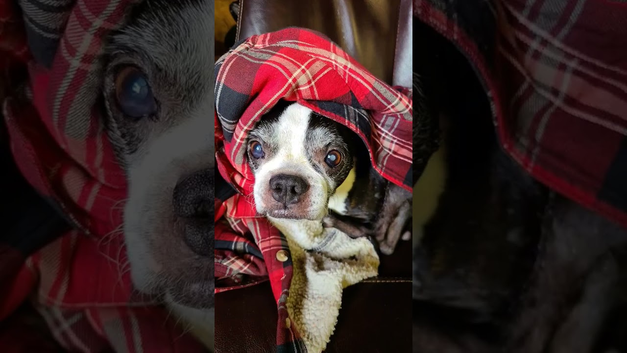 Bill is 17 years old Boston terrier