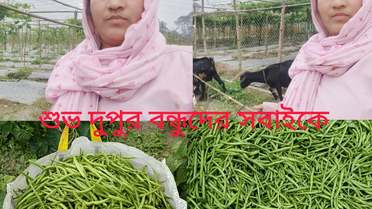 জমিতে যাচ্ছি বিম ছিতে