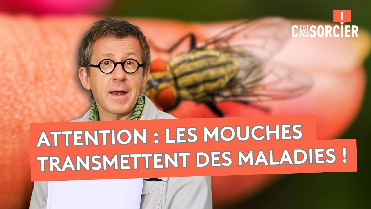 Quelles mouches peuvent transmettre des maladies ? - C'est Pas Sorcier