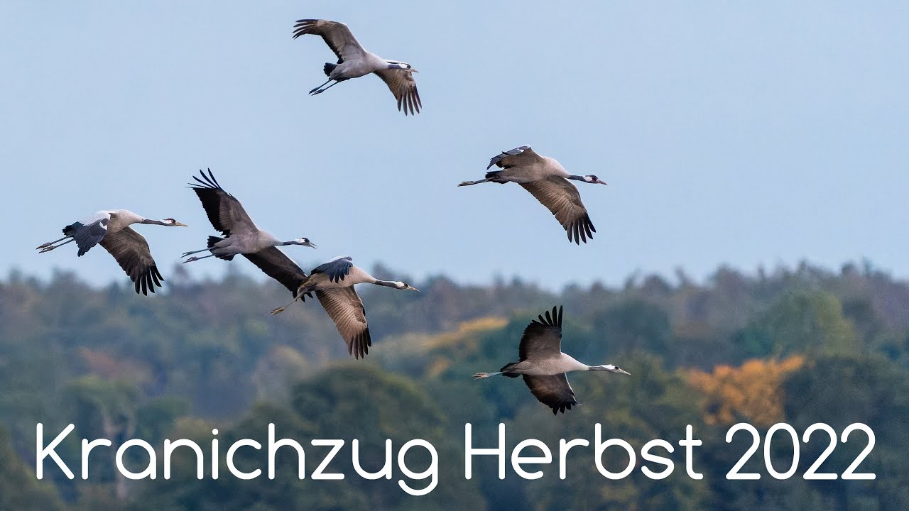 Kraniche auf dem Zug im Herbst 2022