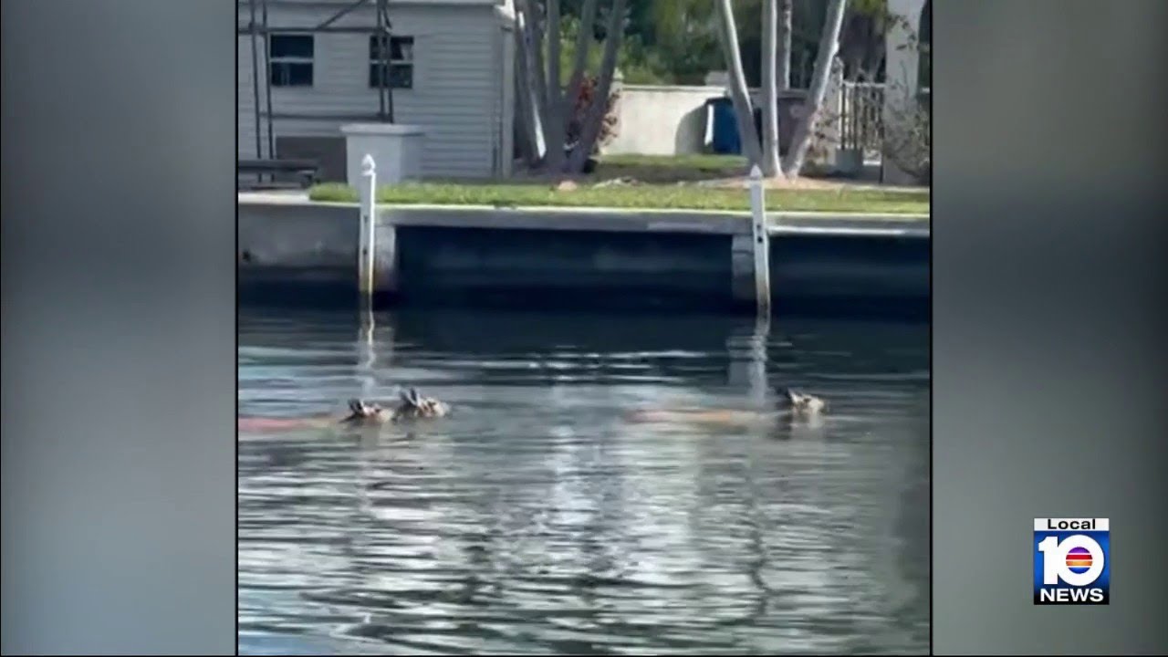 Key deer spotted swimming across canal near Big Pine Key