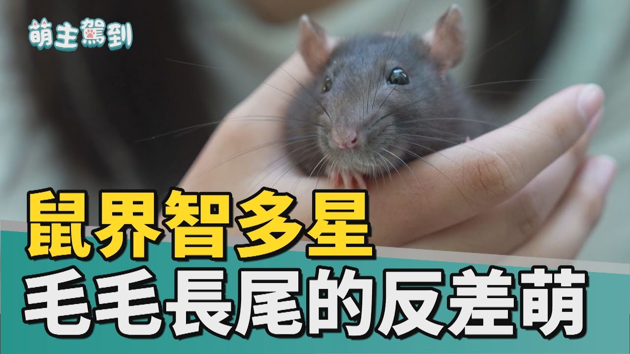 萌主駕到｜鼠界智多星 毛毛長尾的反差萌