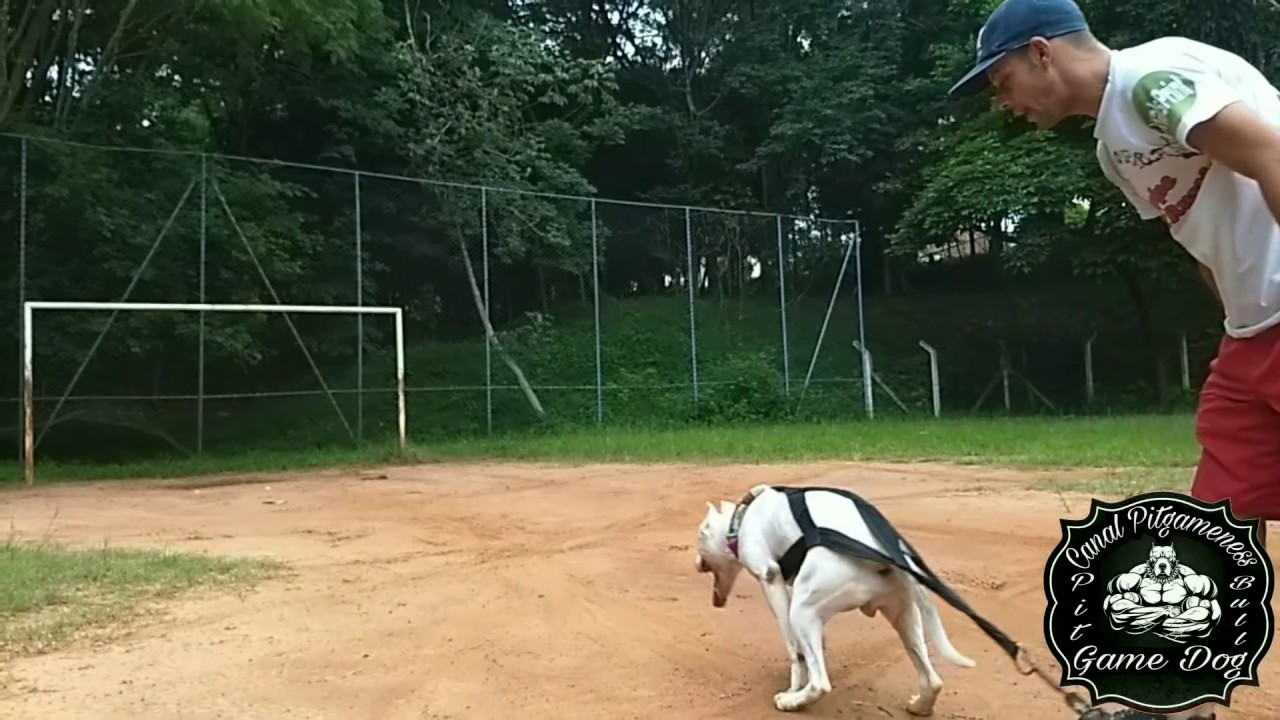 Pit Bull sem Força,Canal Pitgameness Ajuda no Treino 😎🇧🇷
