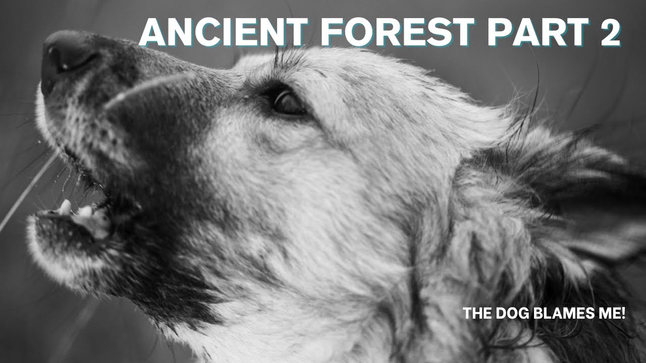 Lost in an Ancient Forest – Part 2 | Dog ASMR Walking Adventure