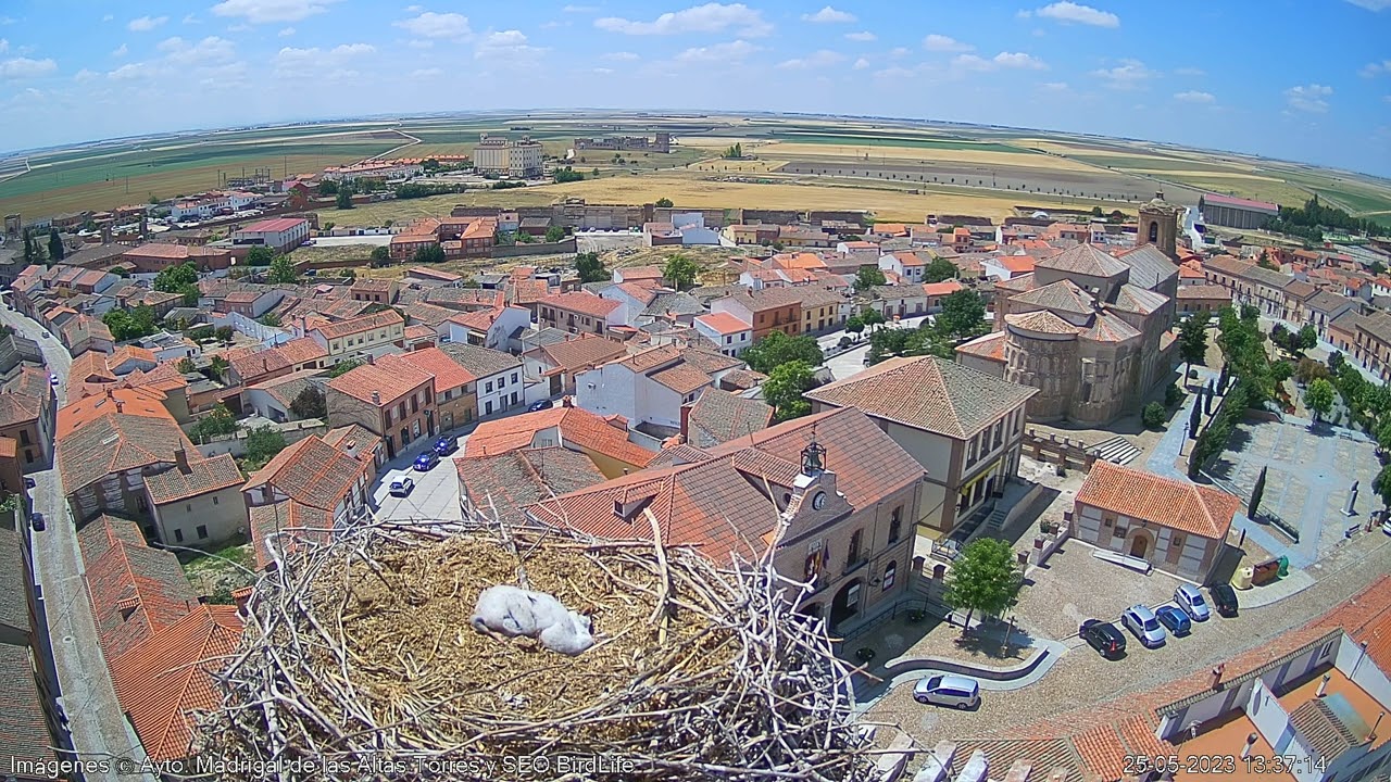 Y desenredando al pollo del nido 1 - Cigüeña blanca, Madrigal de las Altas Torres
