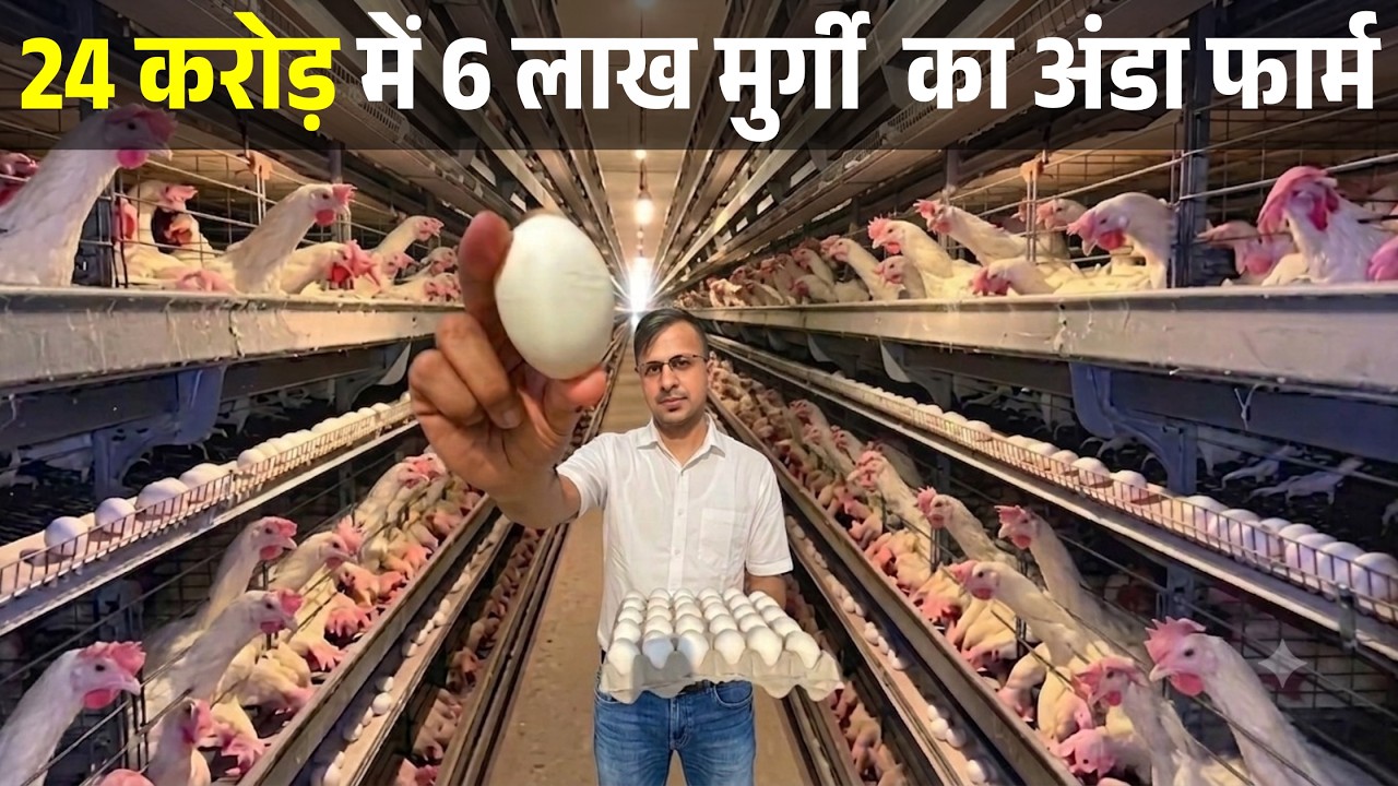 5 लाख अंडे रोज आते है इस फार्म पर II Layer poultry Farm II Layer Farm II Poultry Business