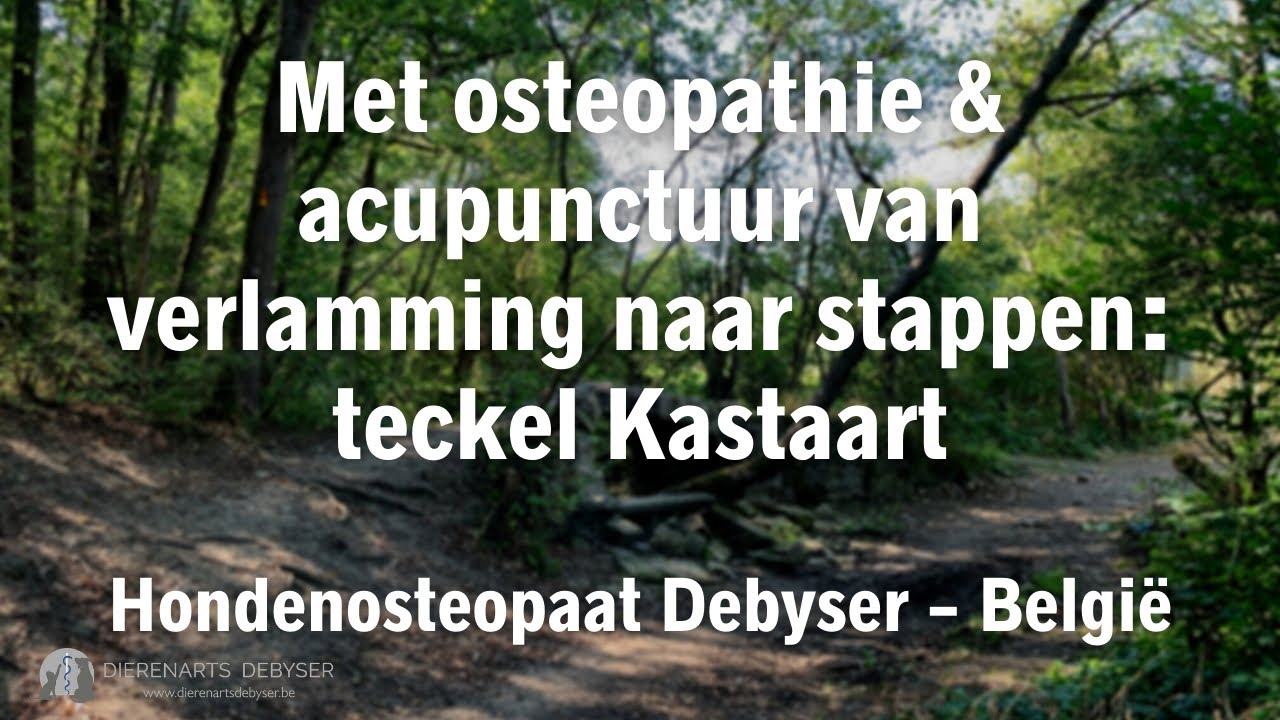 Teckel Kastaart: dankzij osteopathie & acupunctuur van verlamming naar stappen. België