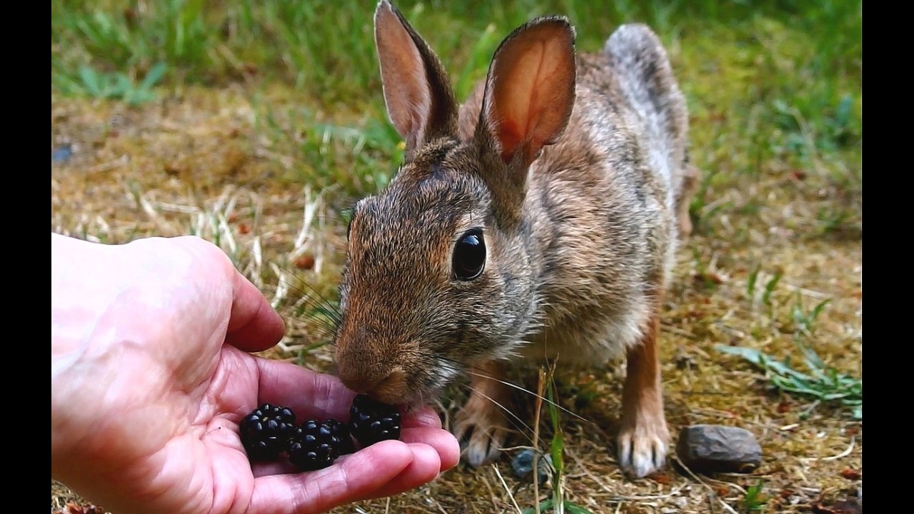 grandma Peanut eats fresh-picked blackberries from my hand on 3 legs! (part 33)