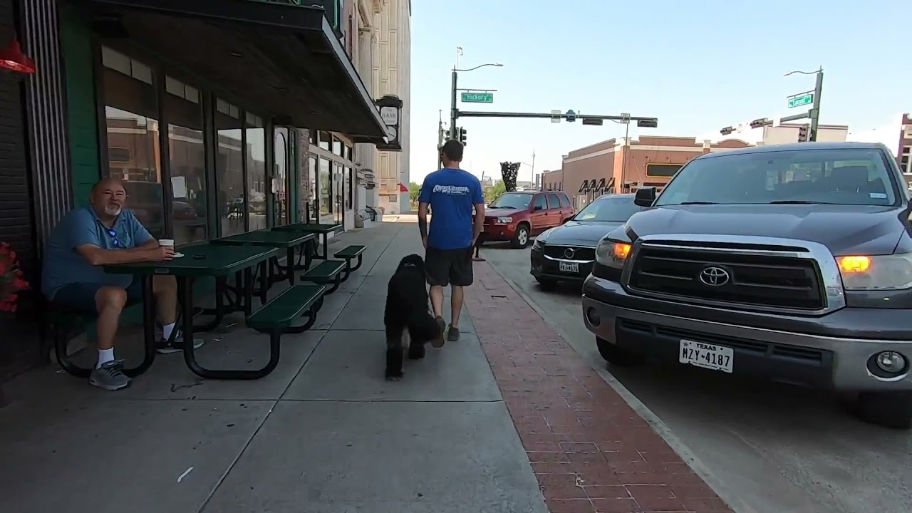 Oliver, 1.5 YR Old Bernedoodle Before And After Transformation Off Leash K9 Training DFW