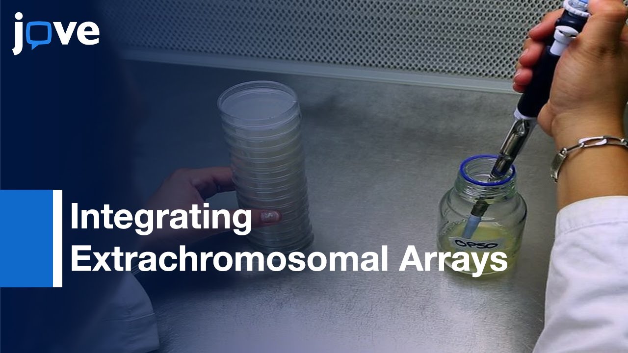 Integrating Extrachromosomal Arrays: High Transmission Rate In C. elegans Genome l Protocol Preview