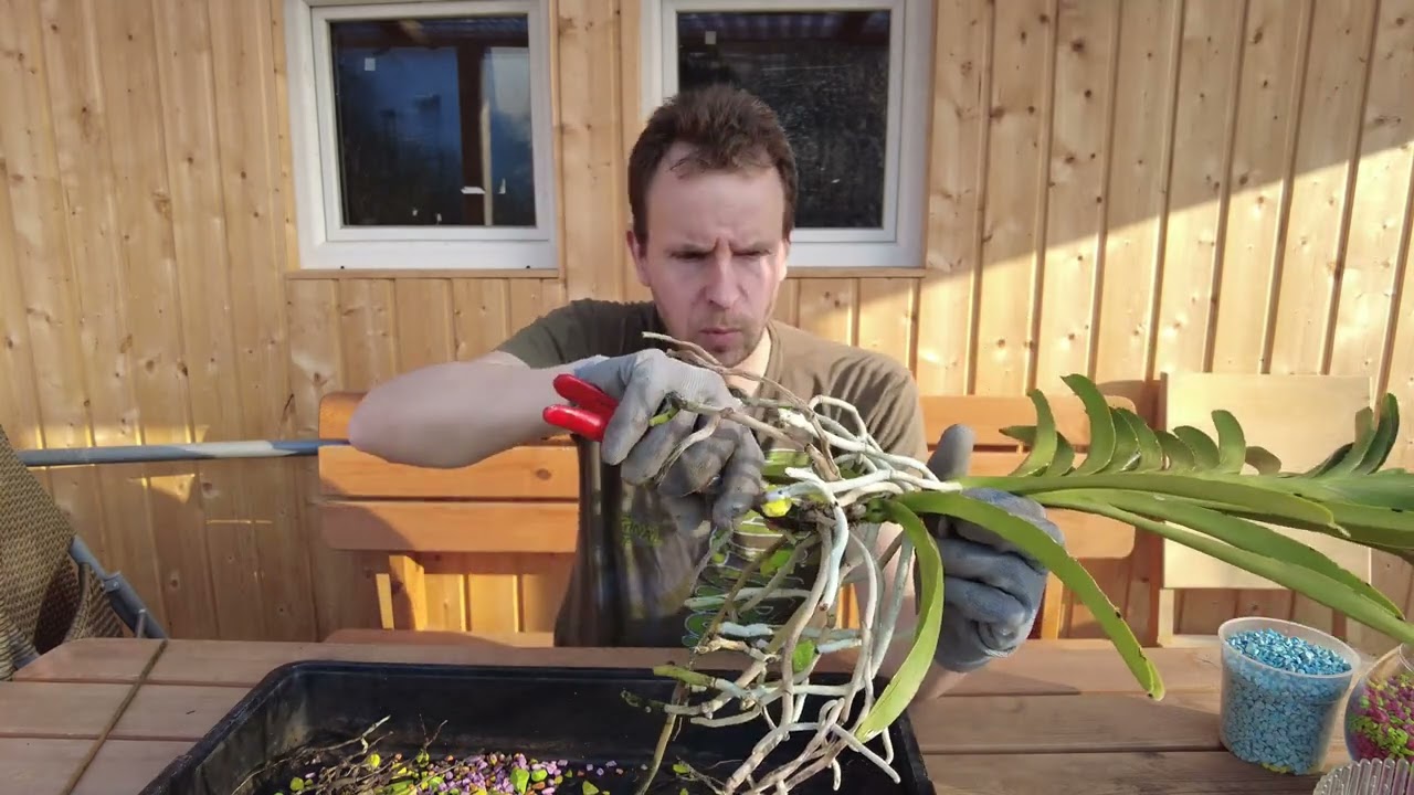 Comment garder vos orchidées Vanda en bonne santé - contrôle des racines