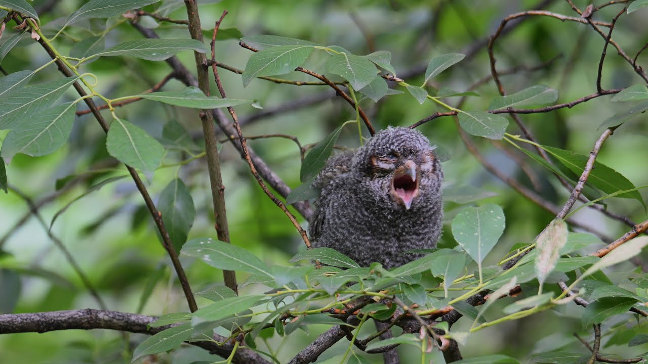 Flammulated Owl Fledgling