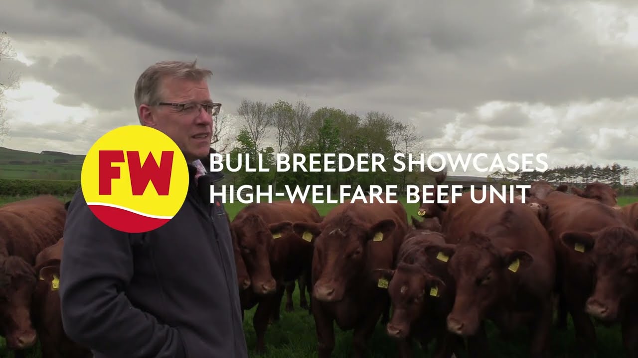 Bull breeder showcases high-welfare beef unit