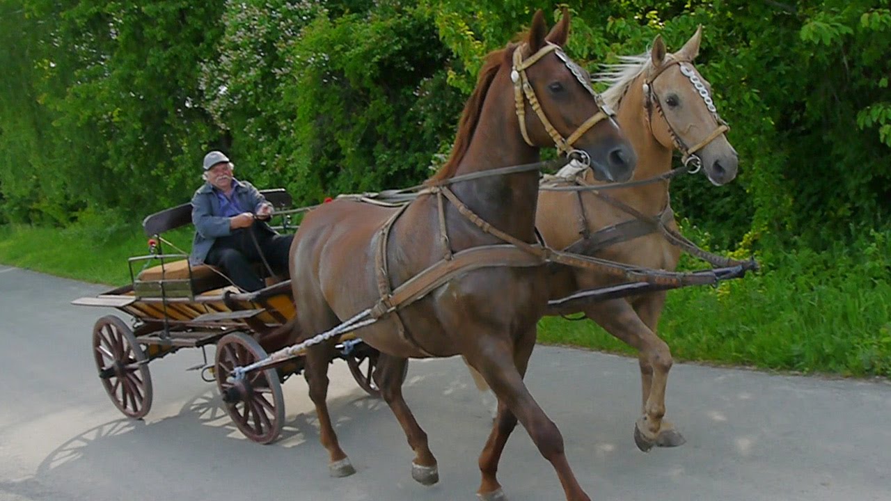 WÓZ ŻELAŹNIAK KONIE W ZAPRZĘGU