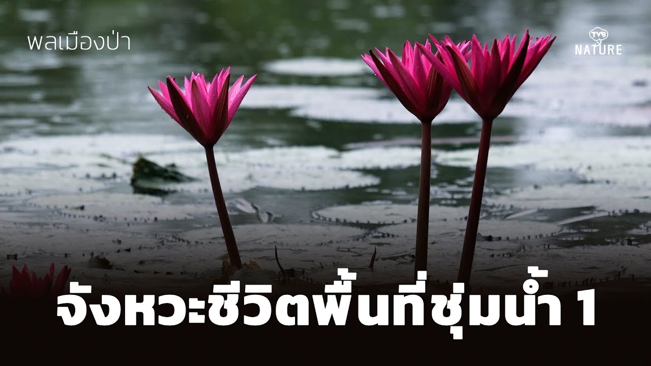 พลเมืองป่า : จังหวะชีวิตพื้นที่ชุ่มน้ำ 1
