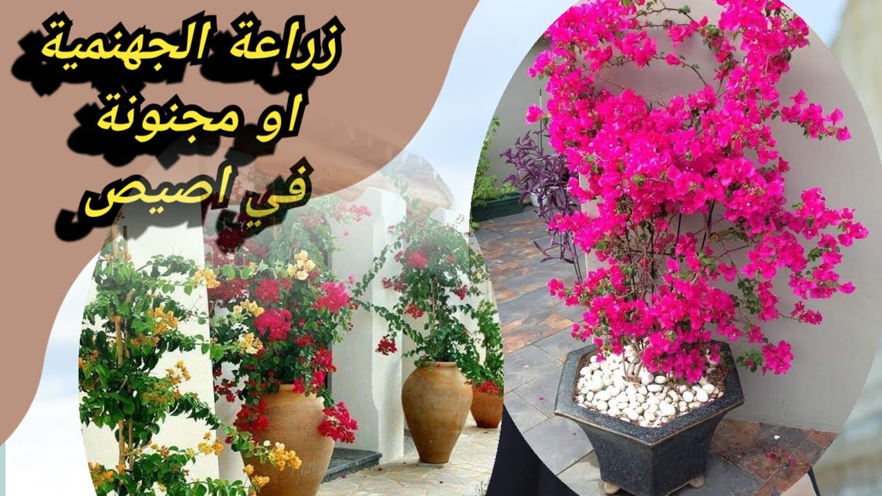 زراعة  الجهنمية  في أصيص. كيف اجعل من المجنون شجرة مصغرة. كيف اخلي ازهار المجنونة  تزهر بقوة
