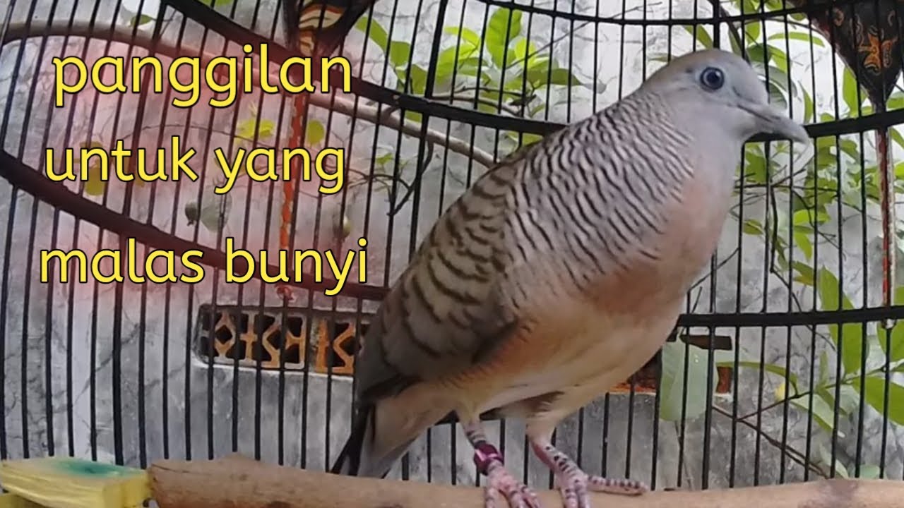 Panggilan untuk Perkutut malas bunyi ampuh langsung nyaut.