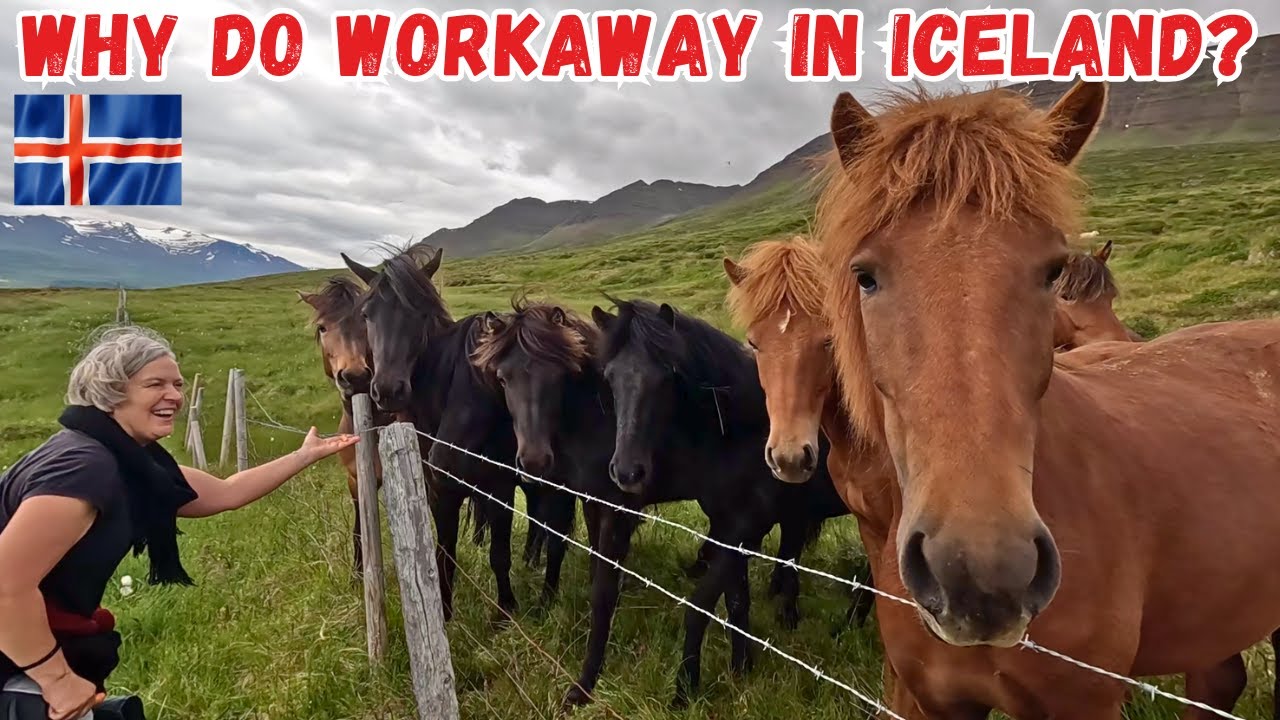 Программа Workaway в Исландии: жизнь на отдаленной ферме