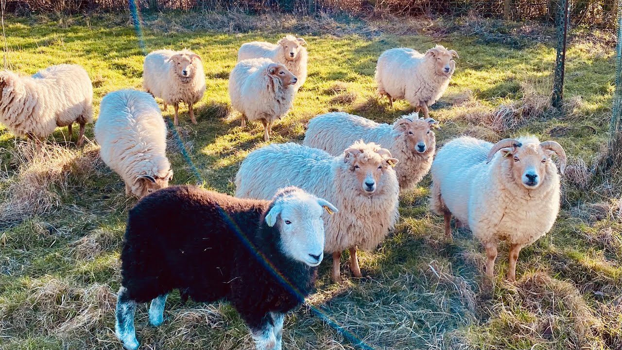 The Benefits of Sheep in the Orchard