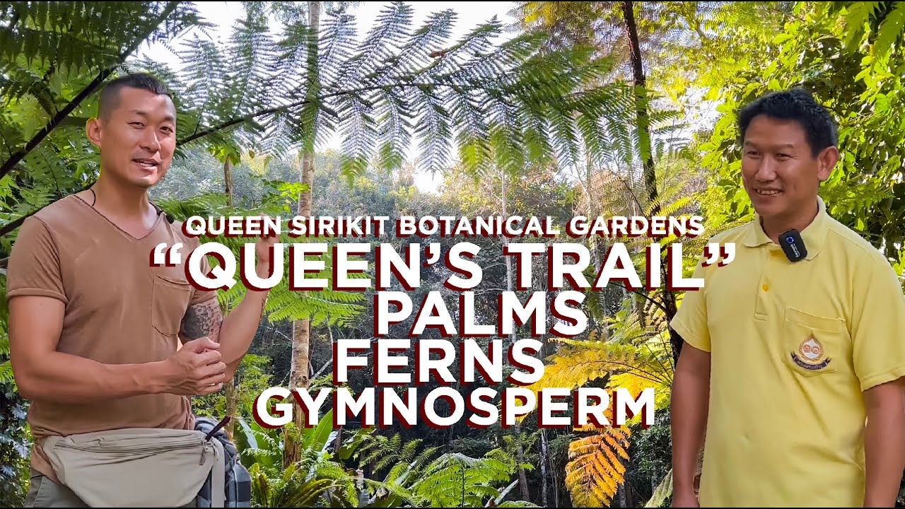 Palm, Fern and Gymnosperm Tour With Curator Wattana Tanmimg At Queen Sirikit Botanical Garden