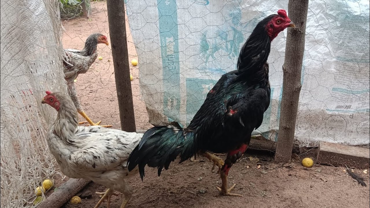 Novo cruzamento 