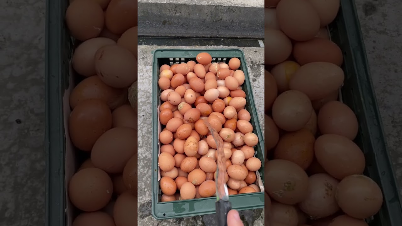 Raising chickens every day is a joy.