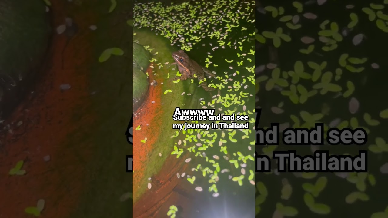 Mother frog 🐸 🥹 in Chiangmai Thailand 🇹🇭