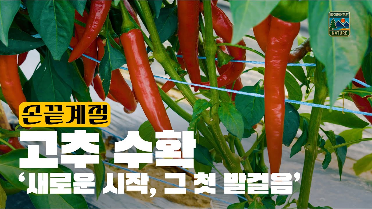 Новый старт, первый шаг | Первый урожай: История красного перца 🌶️