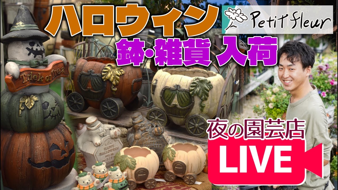 【早い者勝ち！】ハロウィン鉢 入荷情報！！