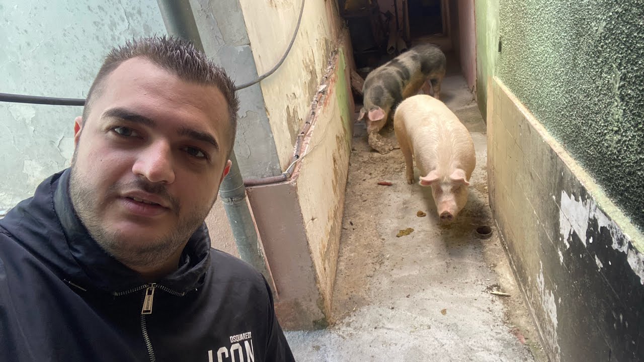 AM CUMPĂRAT PORCII! CU MAMA ANCA DE LA STREHAIA, ÎNCEPEM PREGĂTIRILE IN ȘATRA!