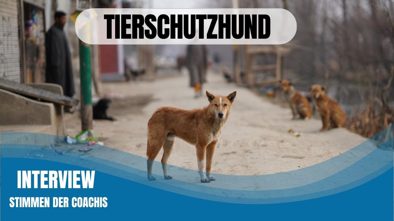 ver&auml;ngstigt & nerv&ouml;s - Ronja's Weg zum ausgeglichen Hund!