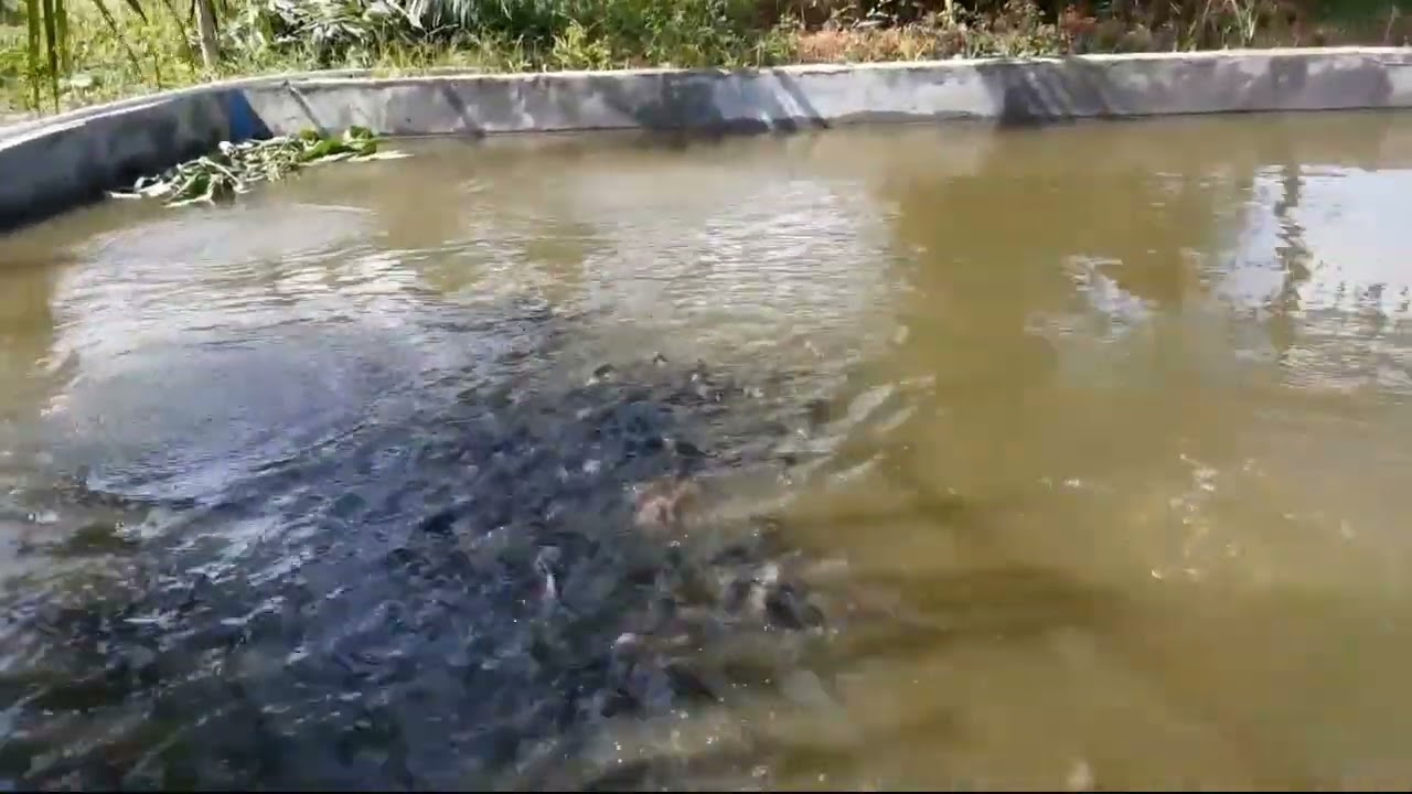 kolam ikan beton versi kolam tanah