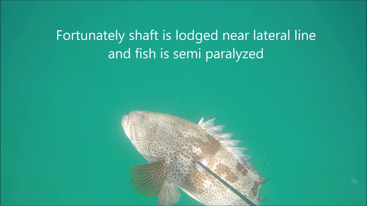 Hamour Spearfishing trip May 2018