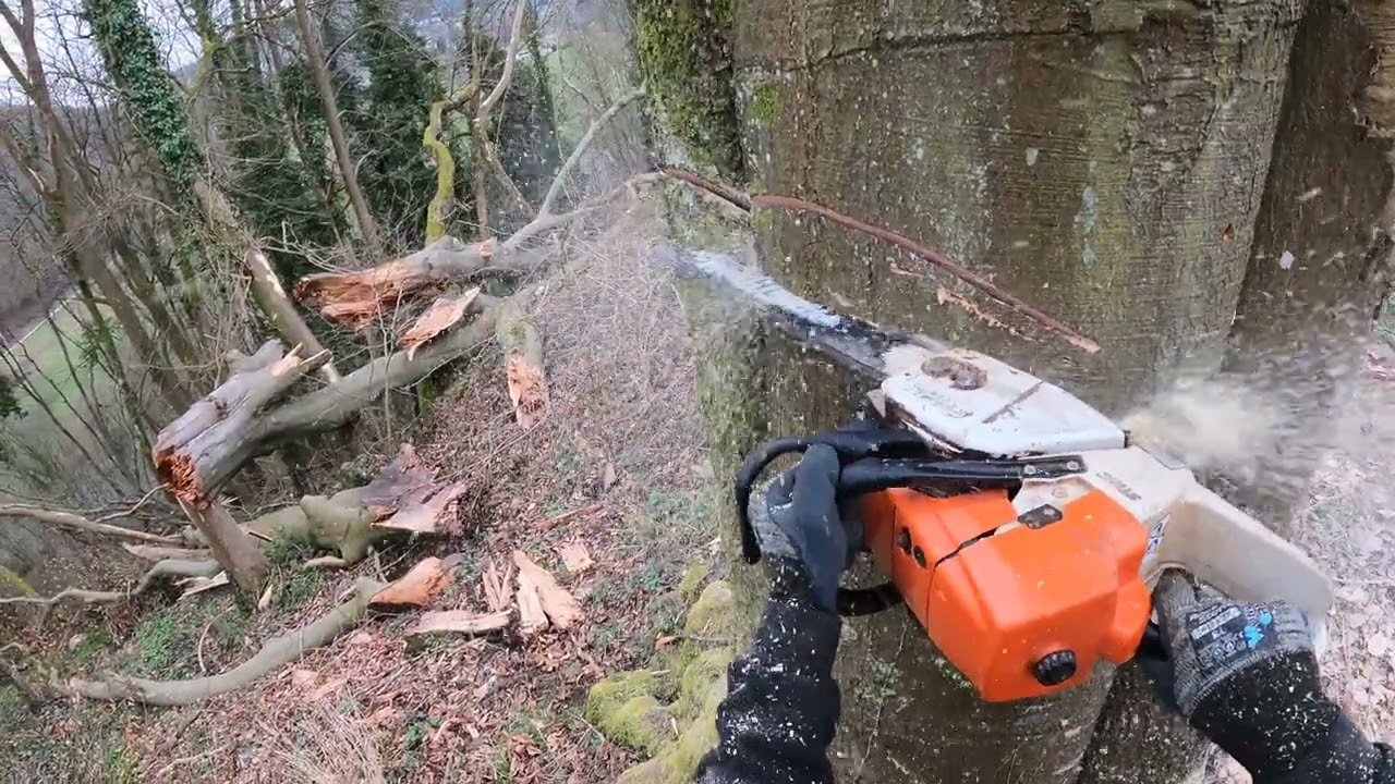 ABATTAGE D'UN GROS HÊTRE FENDU PAR LA TEMPÊTE !😱