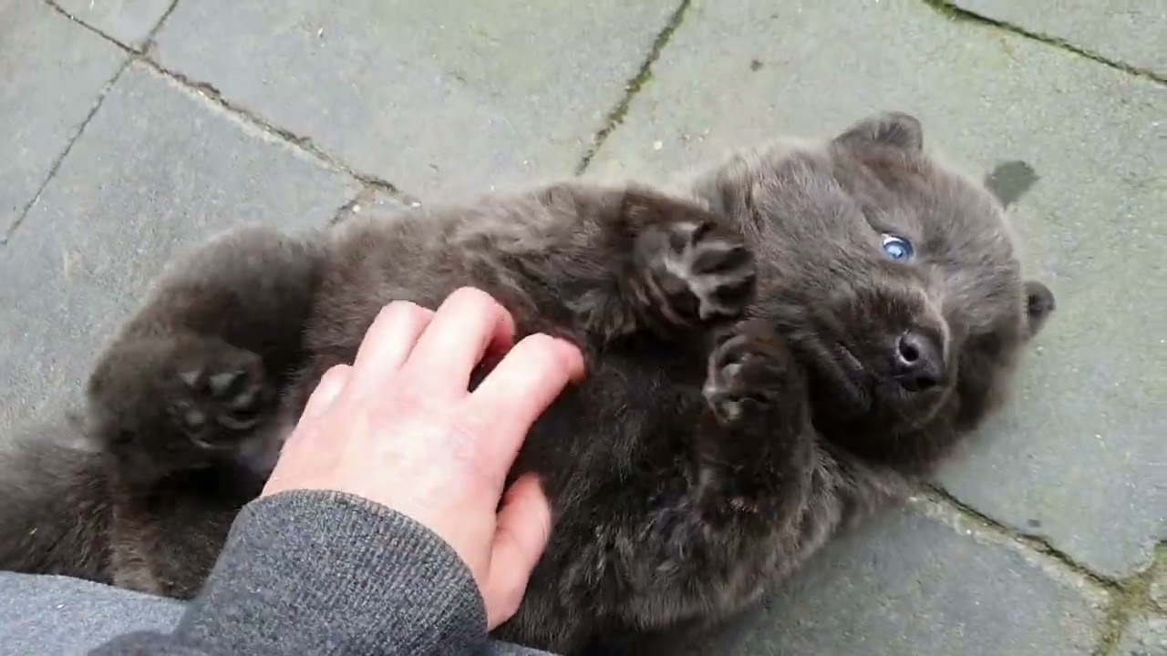 Baby Vergil being adorable 🥹