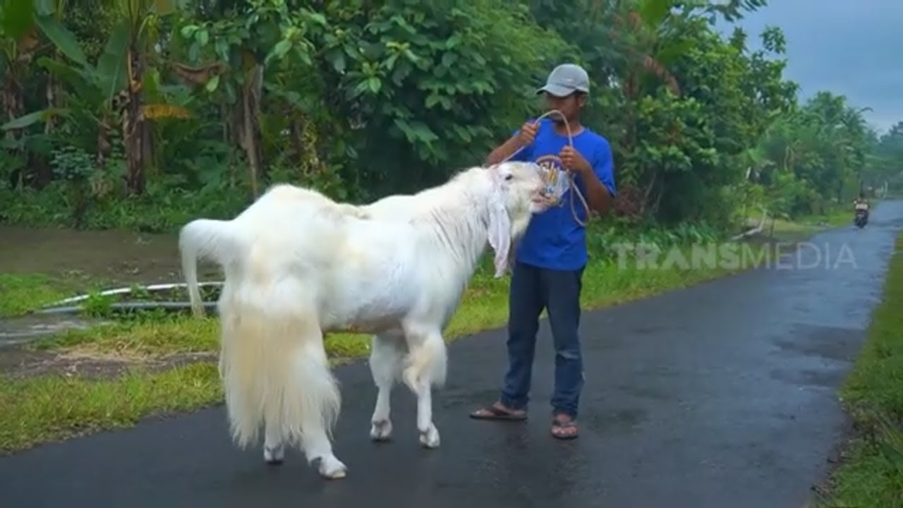 Jawara Kambing Senduro  | RAGAM INDONESIA (11/01/23)