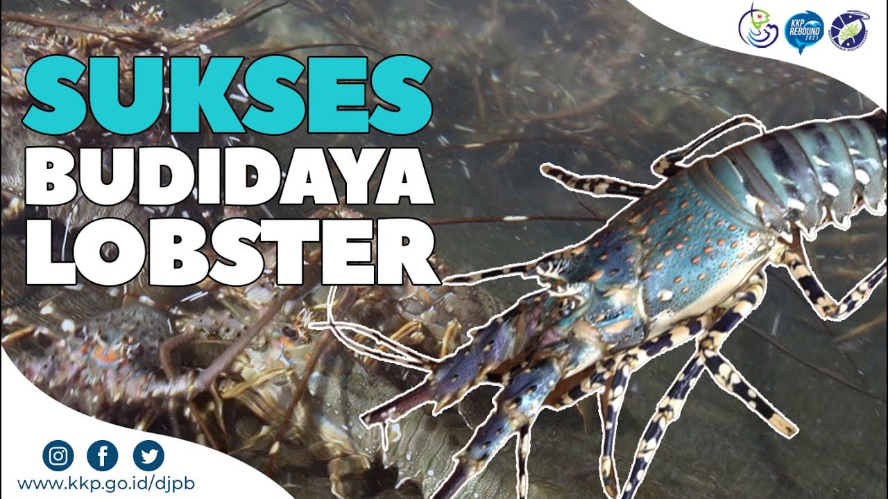 Budidaya Lobster Menguntungkan Bagi Pembudidaya di Telong elong Lombok Timur