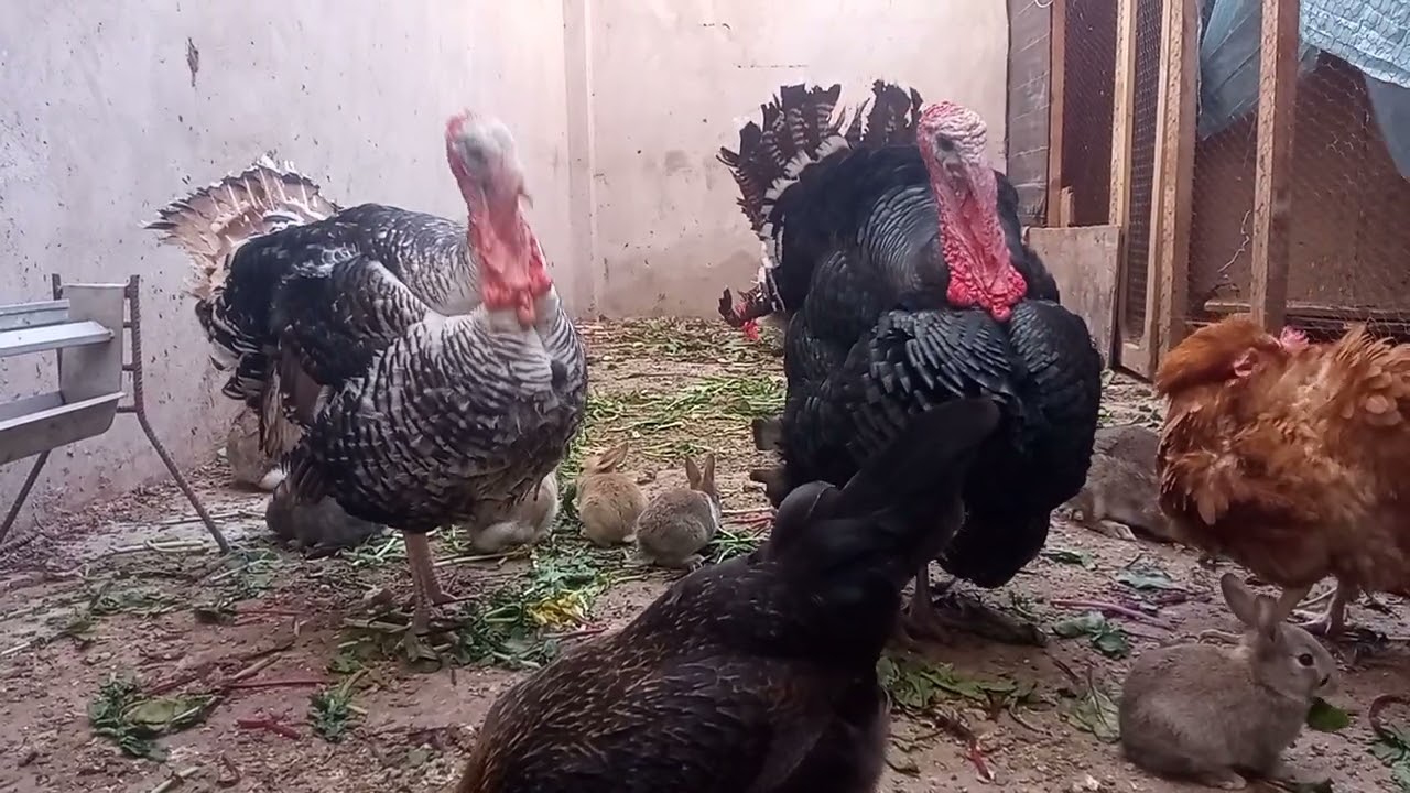 تربية الارنب ودجاج وبيبى 