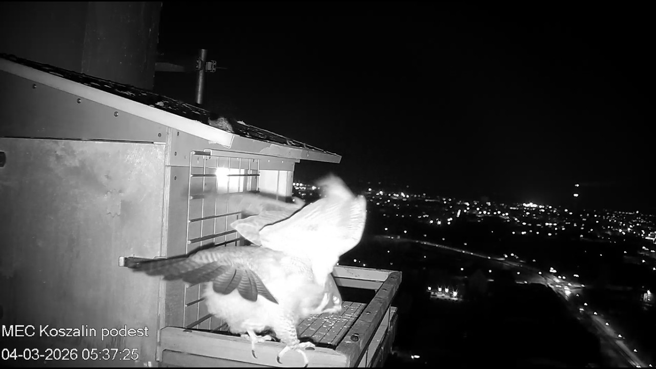Koszalin 04 03 2026 1 ~ Nila odlatuje po nocy, Ptyś też i po chwili wraca raz i drugi