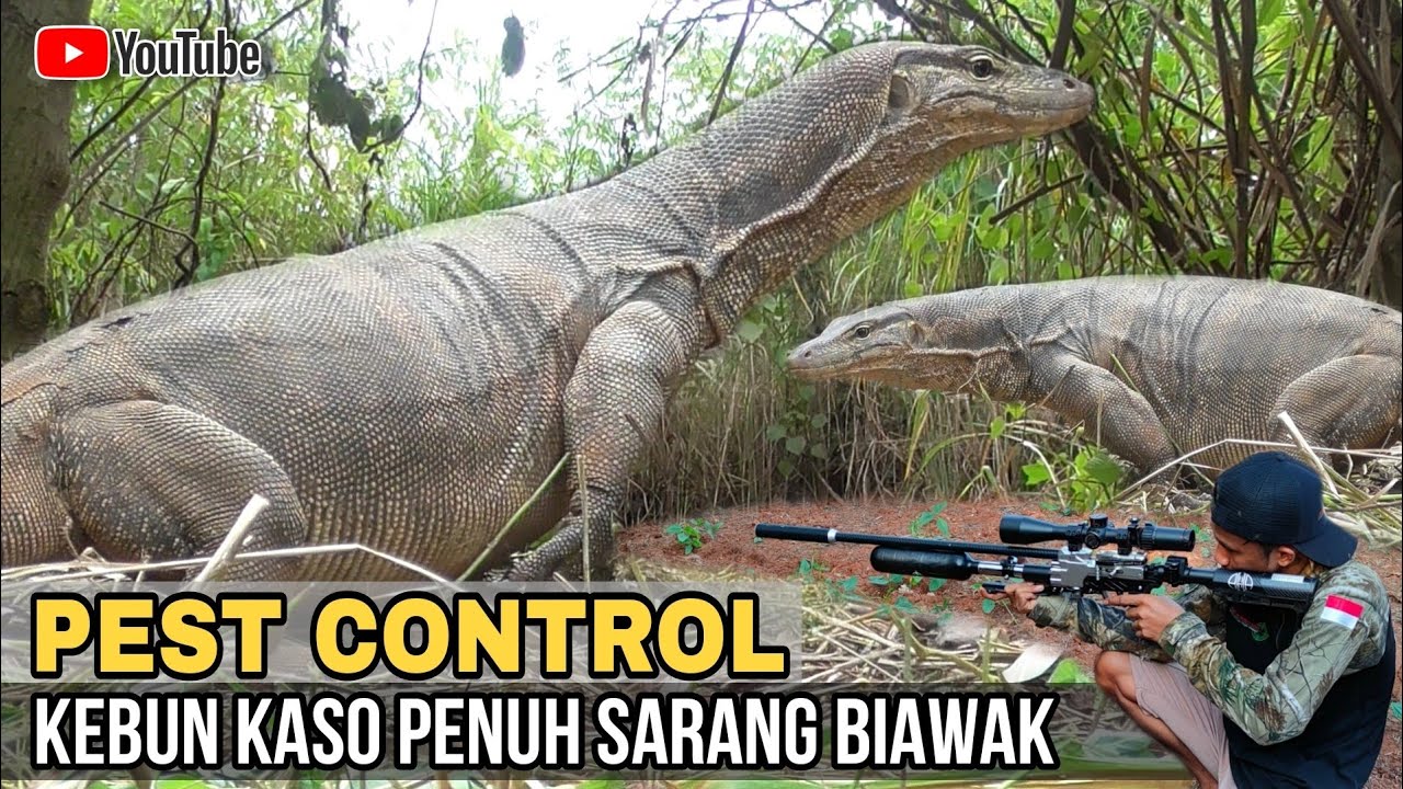 BERBURU BIAWAK DI POHON KASO POHON FAVORIT BIAWAK BABON BERSARANG || PEST CONTROL