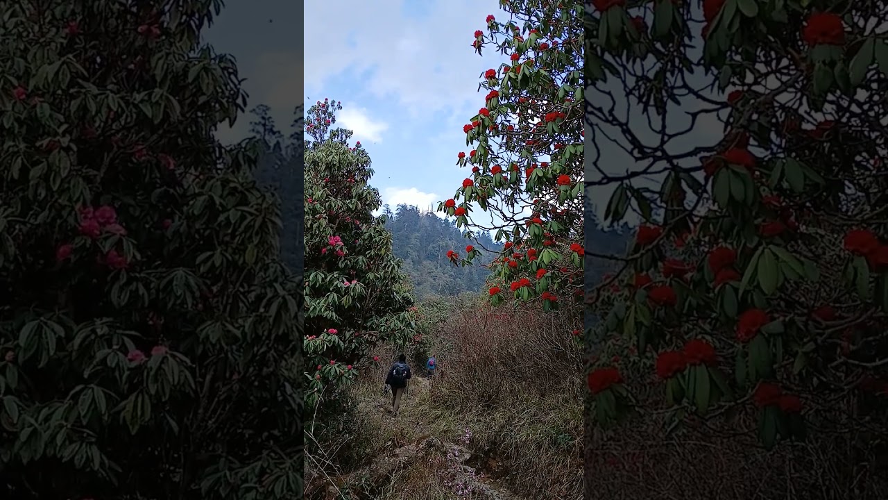 RHODODENDRON FOREST //