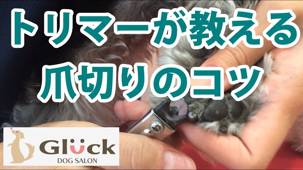 トリマーが教える　犬の爪切り