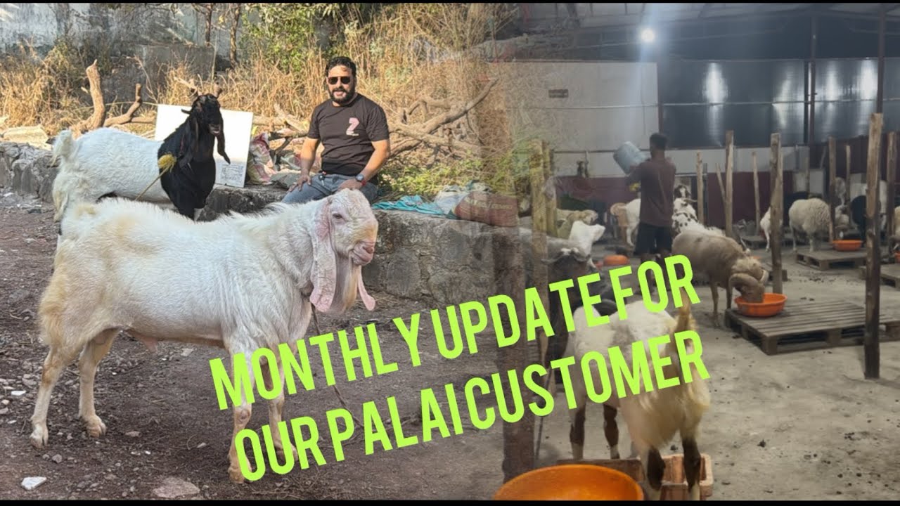 Monthly Update For Our Palai Customer | M Pathan Goat Farm | Monthly Update 🐐✨