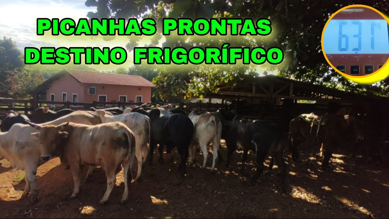 🛑 PESAGEM E EMBARQUE PARA O FRIGORÍFICO