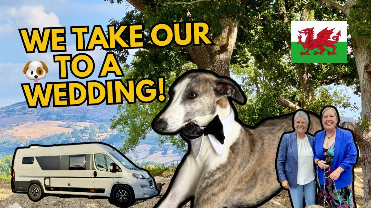 Travel CHAOS! We Take Our Whippet To Wales For A Wedding! 