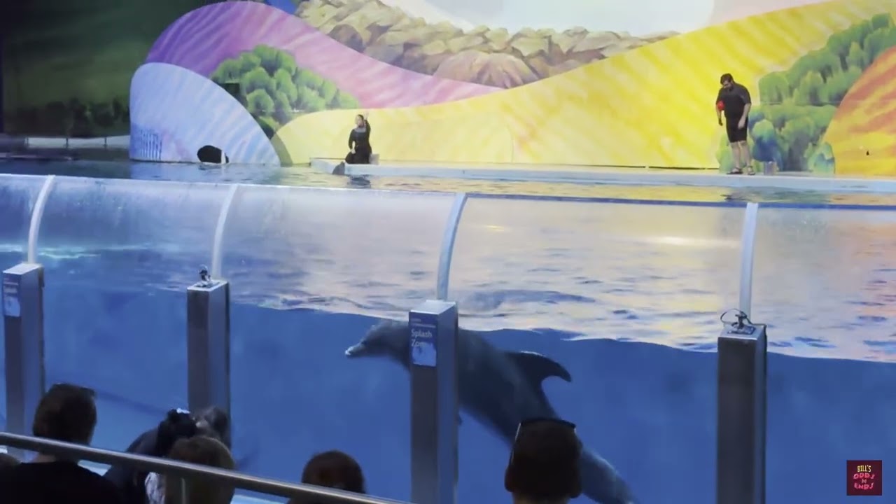 Dolphin Show at the Zoo