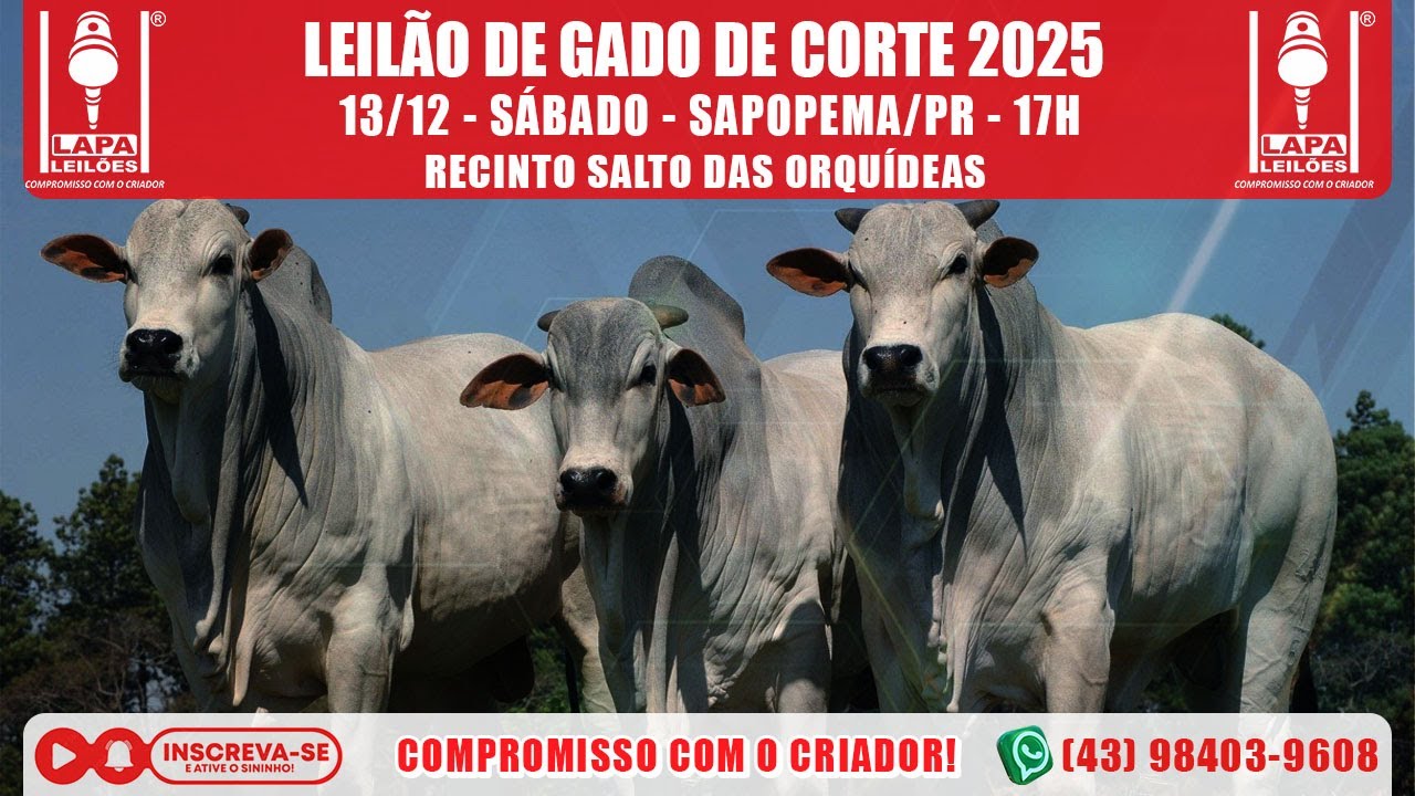 LAPA LEIL&Otilde;ES - LEIL&Atilde;O GADO DE CORTE - S&Aacute;BADO - 13/12/2025 - 17h - SAPOPEMA/PR