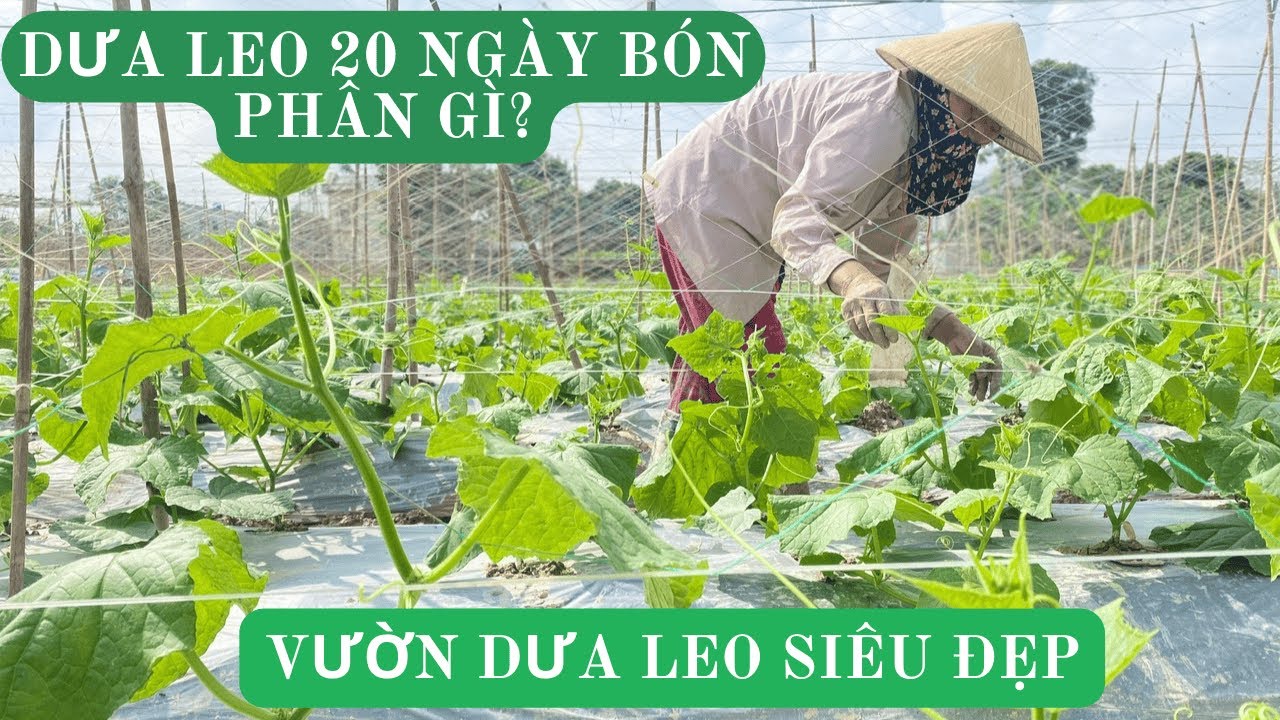 Dưa Leo 20 ngày tuổi bón phân gì? Làm sao để vườn Dưa Leo sai quả, thu hoạch được lâu.